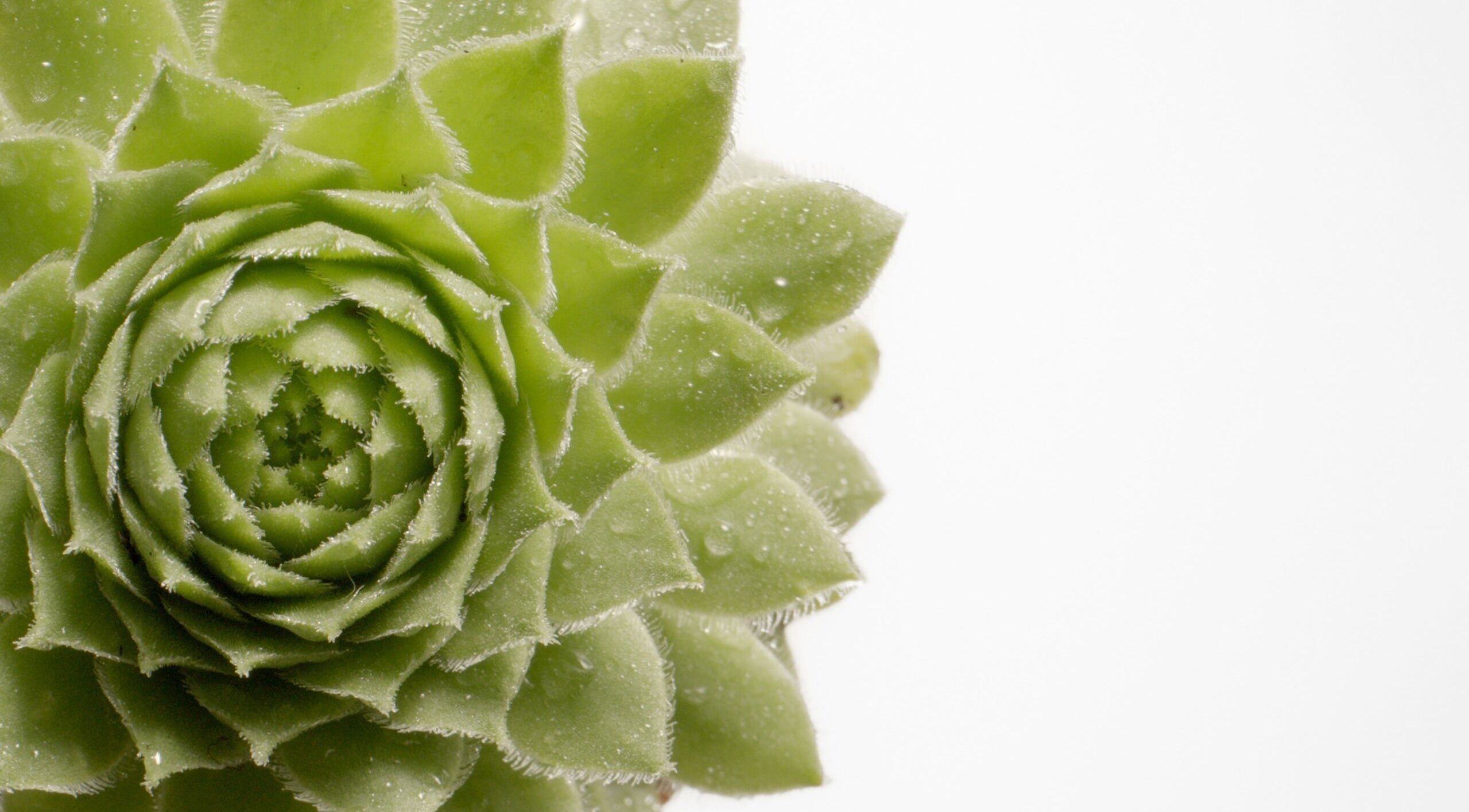 Ein saftiges, grünes Sukkulentenblatt in Alsterhaus Hamburg, Hamburg, DE.