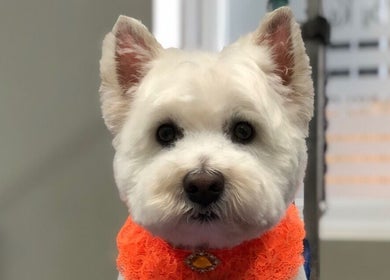 White terrier in orange scarf at Barkram’s Dog Grooming, Foxham, England, GB.