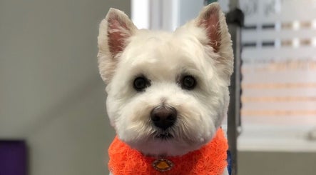 White terrier in orange scarf at Barkram’s Dog Grooming, Foxham, England, GB.