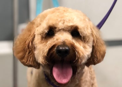 Freshly groomed dog at Barkram’s Dog Grooming, Foxham, England, GB, showcasing expert pet care.
