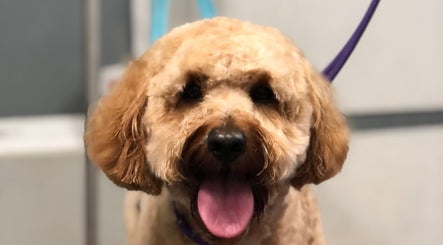 Freshly groomed dog at Barkram’s Dog Grooming, Foxham, England, GB, showcasing expert pet care.