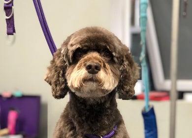 Fluffy dog at Barkram’s Dog Grooming in Foxham, England, GB, looking freshly groomed with a purple harness.