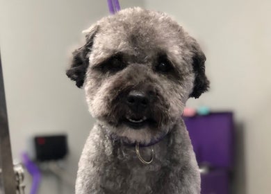 A freshly groomed dog at Barkram’s Dog Grooming, Foxham, England, GB, looking happy and clean.