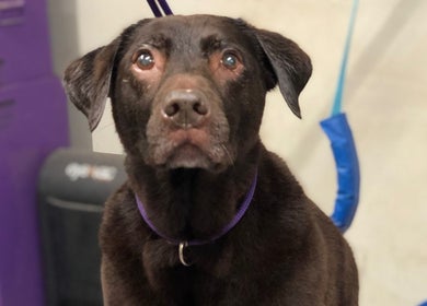 A chocolate Labrador at Barkram’s Dog Grooming, Foxham, England, GB, looking calm and clean.