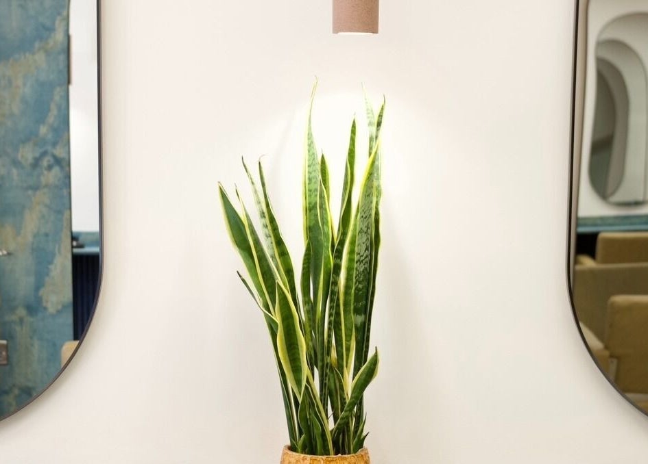 Elegant plant decor at Hair by Joshuaa Shaun in Birmingham, England, GB, enhancing tranquil salon ambiance.