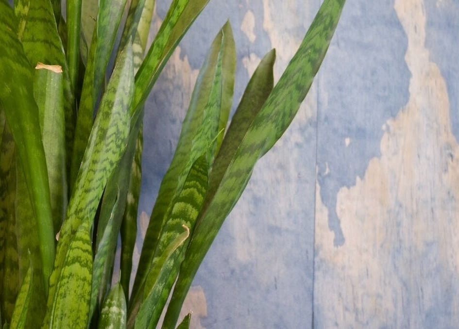 Green foliage with a textured blue background at Hair by Joshuaa Shaun, Birmingham, England, GB.