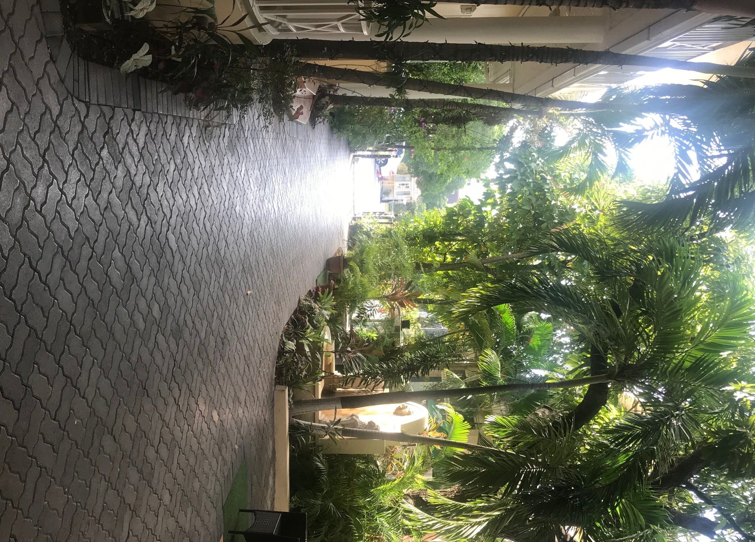 Lush entry with brick path at The Salon Hair and Scalp Clinic Ja Ltd in Kingston, St. Andrew Parish, JM.