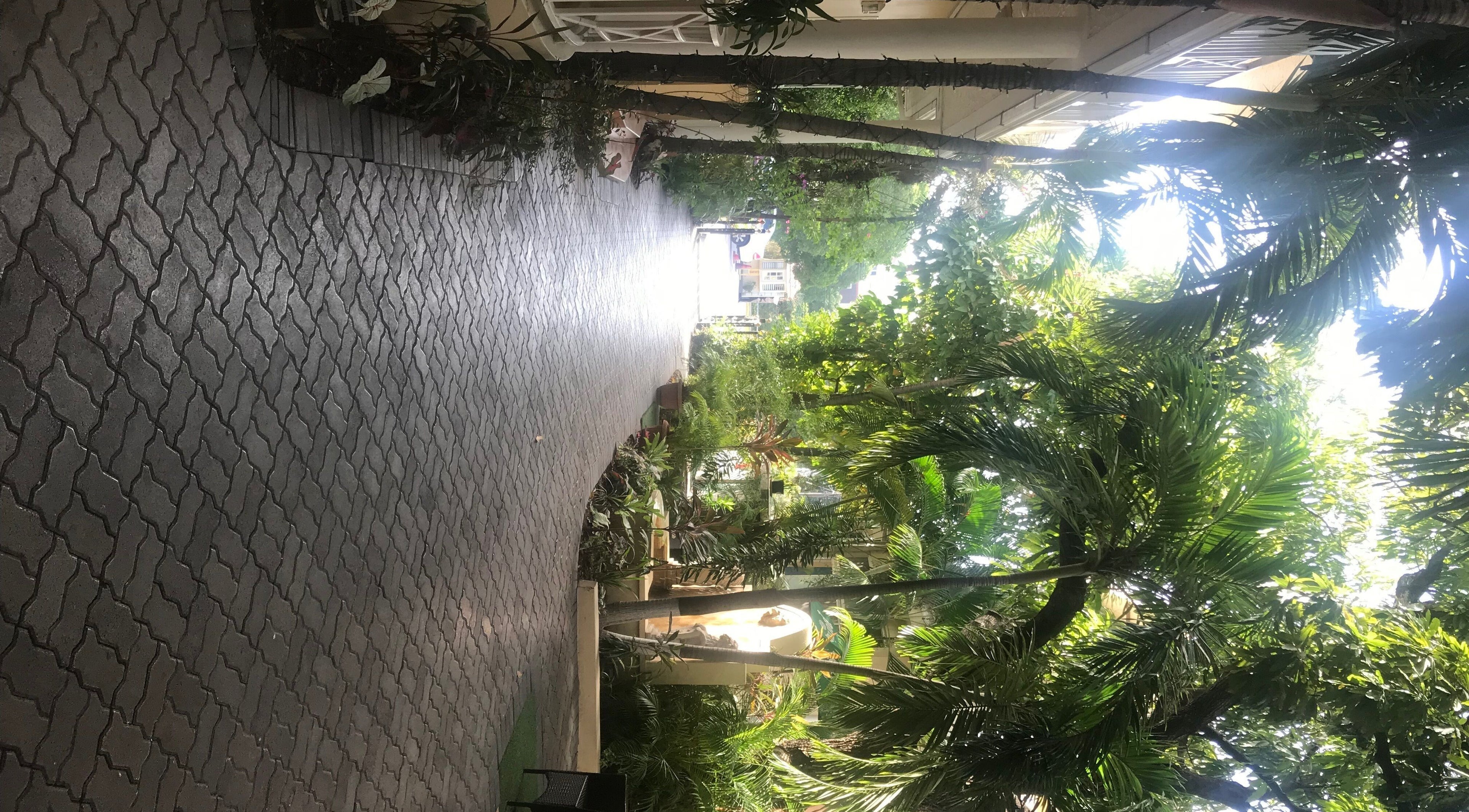 Lush entry with brick path at The Salon Hair and Scalp Clinic Ja Ltd in Kingston, St. Andrew Parish, JM.