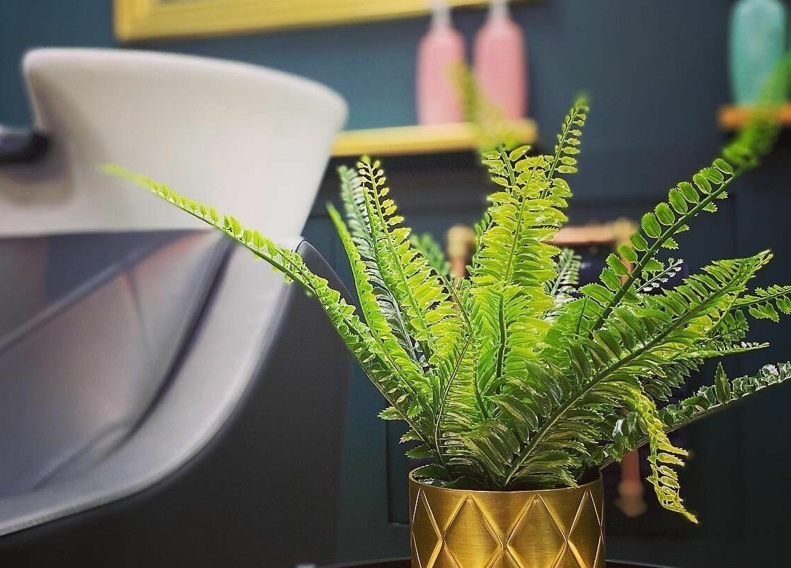 Elegant fern in a gold pot at Hygge Luxury Salon Omagh, embracing tranquility in Omagh, Northern Ireland, GB.