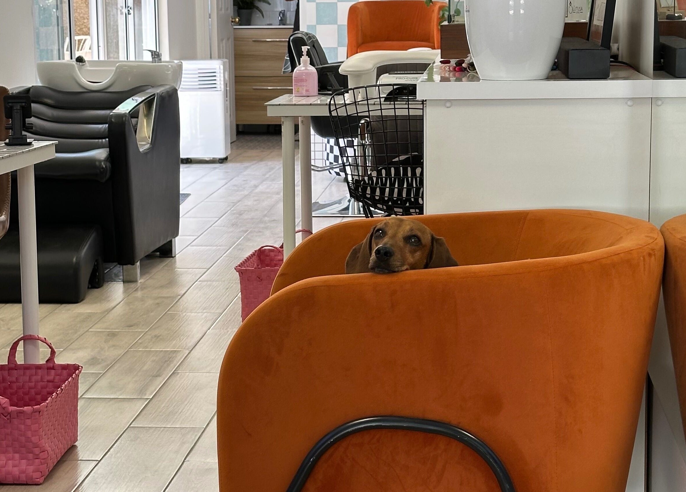 Perro descansando en Espacio 216, salón en Quilicura, Región Metropolitana, CL.