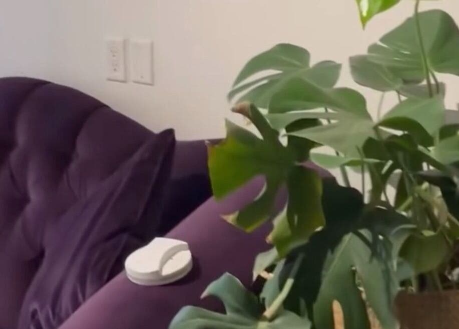 Lush greenery beside purple couch at CoalitionSkin | Holistic Spa Downtown Vancouver, Vancouver, British Columbia, CA.