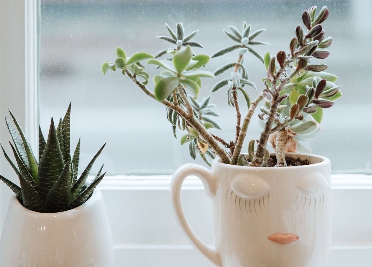 Stylish succulent pots on a window at Naomi Cuts Curls in Kelowna, British Columbia, CA.