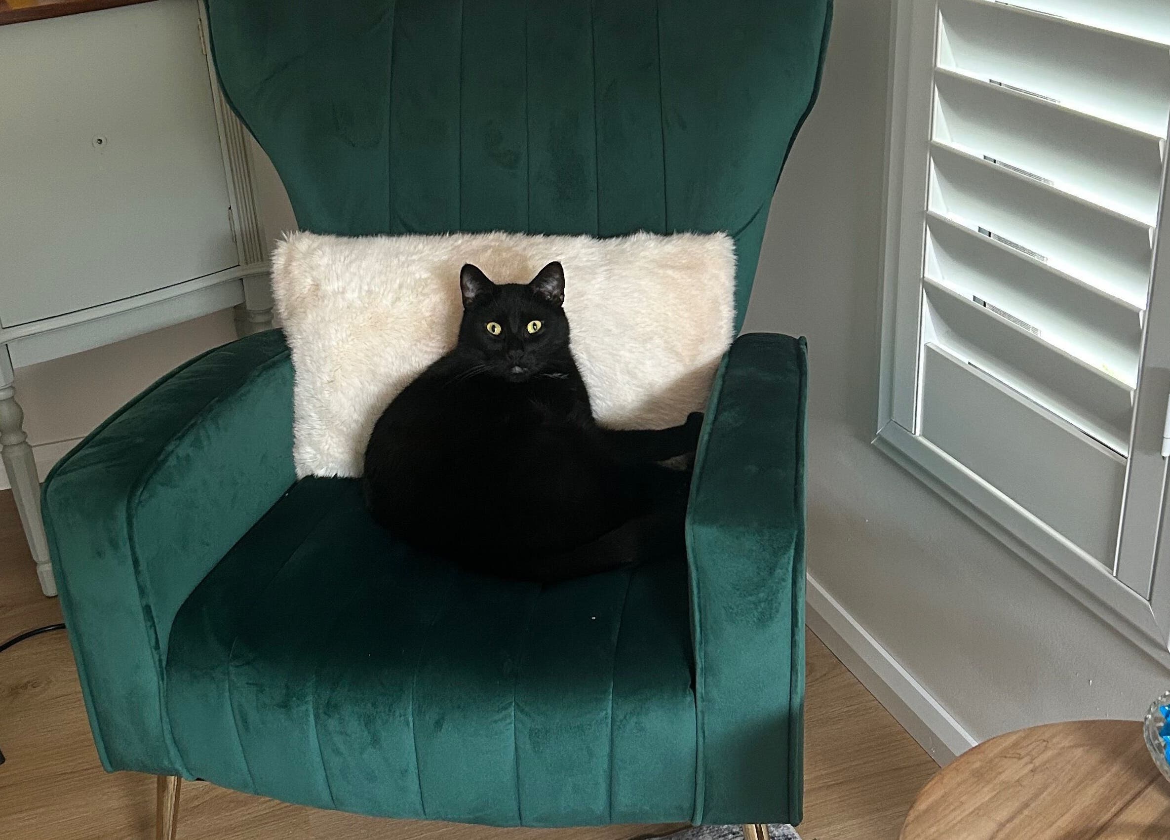 A black cat lounges in a green velvet chair at Absolute Health and Harmony, Berkeley Vale, New South Wales, AU.