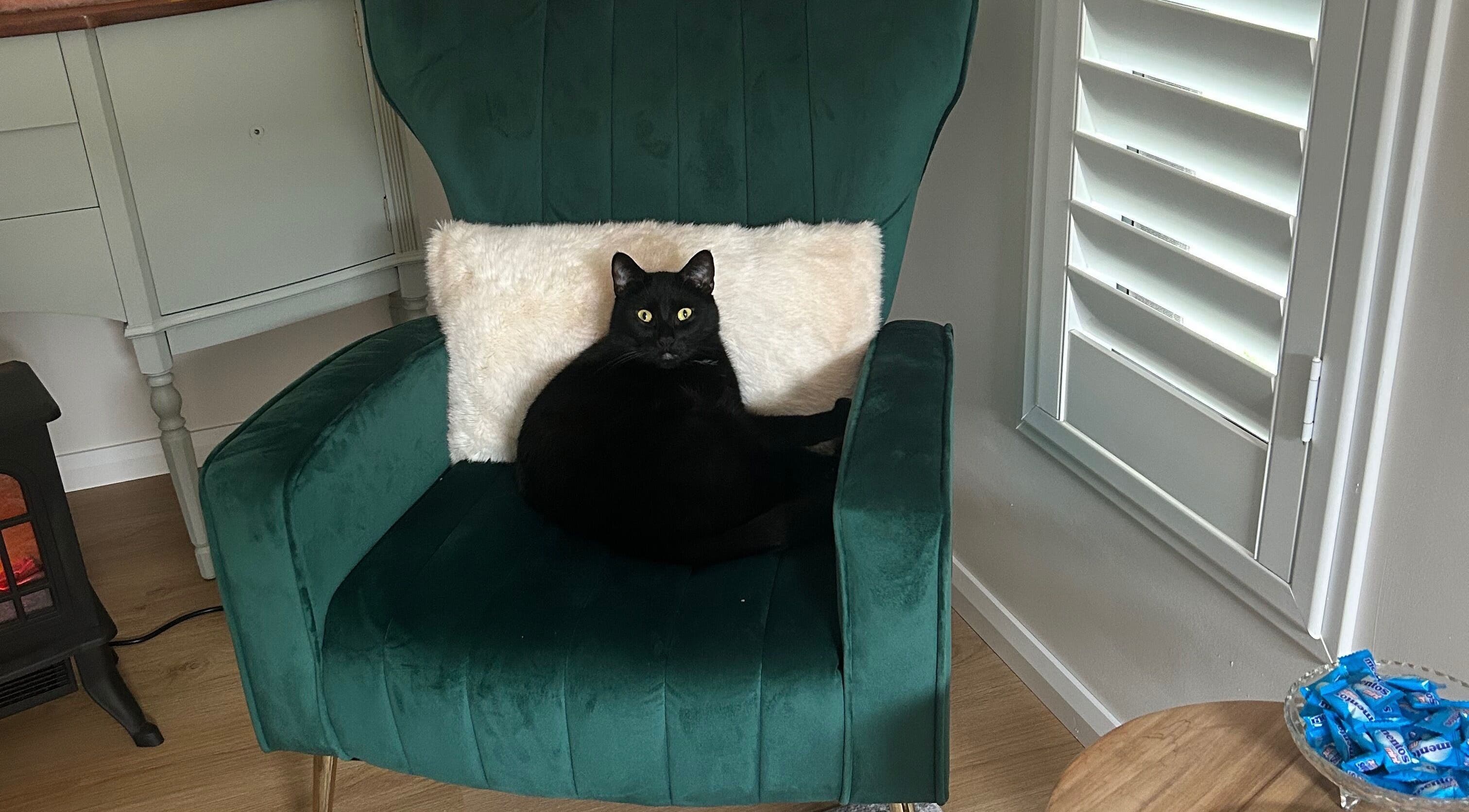 A black cat lounges in a green velvet chair at Absolute Health and Harmony, Berkeley Vale, New South Wales, AU.