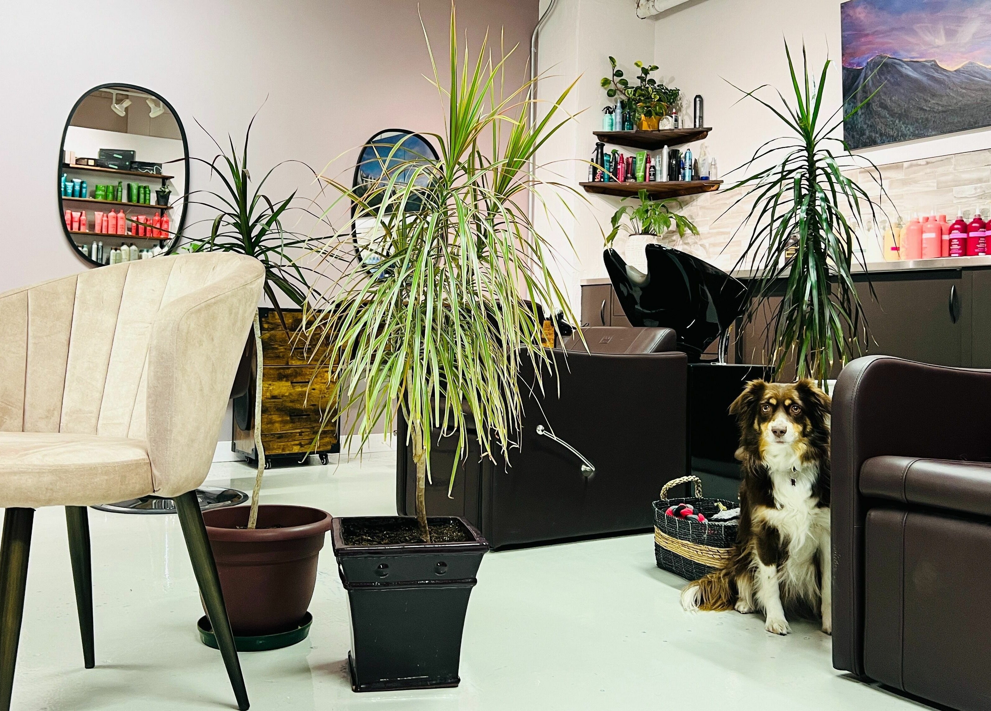 Interior of Botega Salon and Gallery in Banff, Alberta, CA with chairs, plants, and colorful products.