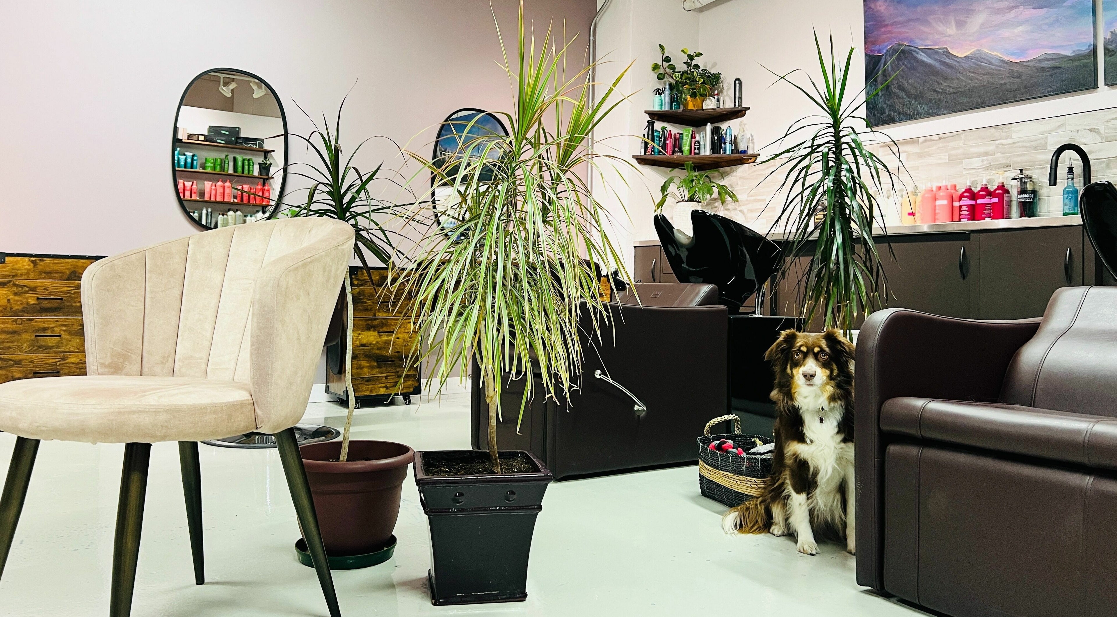 Interior of Botega Salon and Gallery in Banff, Alberta, CA with chairs, plants, and colorful products.