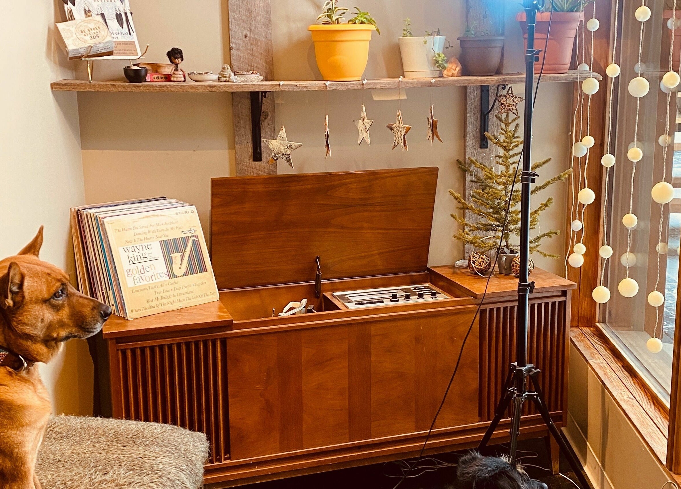 Warm, rustic corner with dog, plants, and vintage decor at Botega Salon and Gallery, Banff, Alberta, CA.