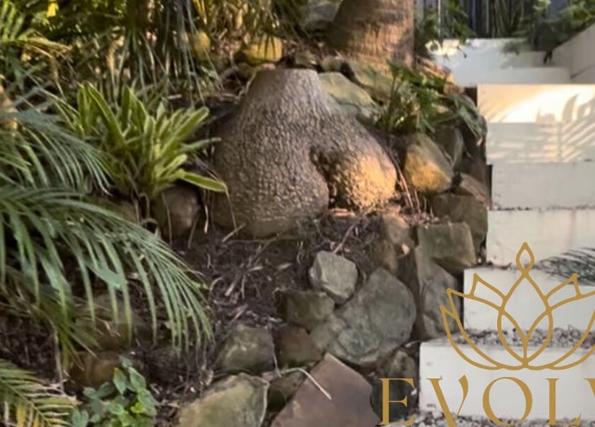 Lush greenery and stone pathways at Evolve Avalon, Avalon Beach, New South Wales, AU, create a tranquil ambiance.