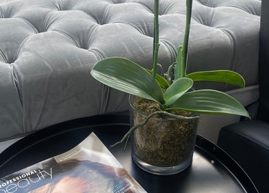 Planta verde și revistă pe o masă la Velvet Wax, Londra, Anglia, GB.