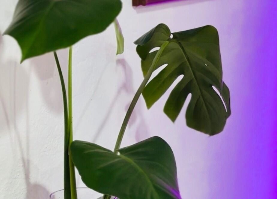 Decoración con hojas verdes en Original Hair Studio, Antigua Guatemala, Sacatepéquez, GT.