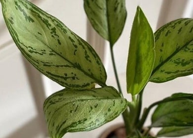 Lush green plant in Mystique Aesthetics Century City, Cape Town, Western Cape, ZA enhancing natural ambiance.