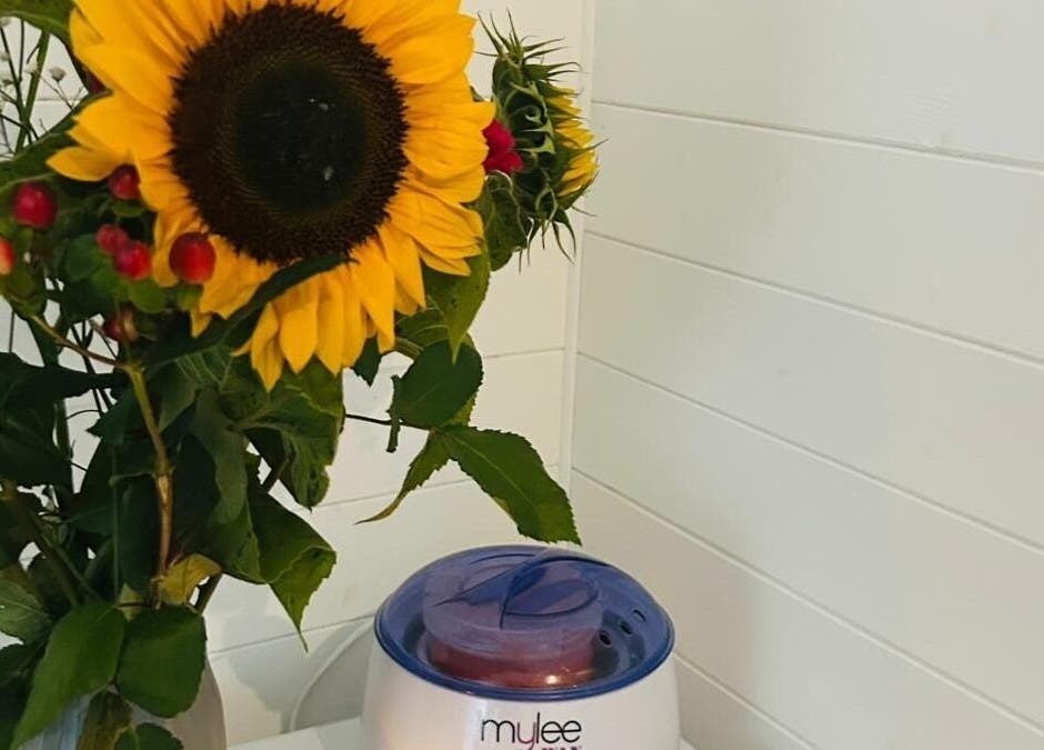 Vibrant sunflower display beside wax warmer at Blissful Touch, Bugle, England, GB.