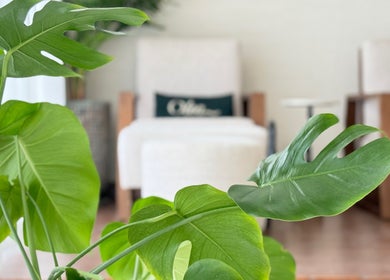 مقاعد مريحة بين النباتات الخضراء في Olea Spa، الرياض، منطقة الرياض، المملكة العربية السعودية.