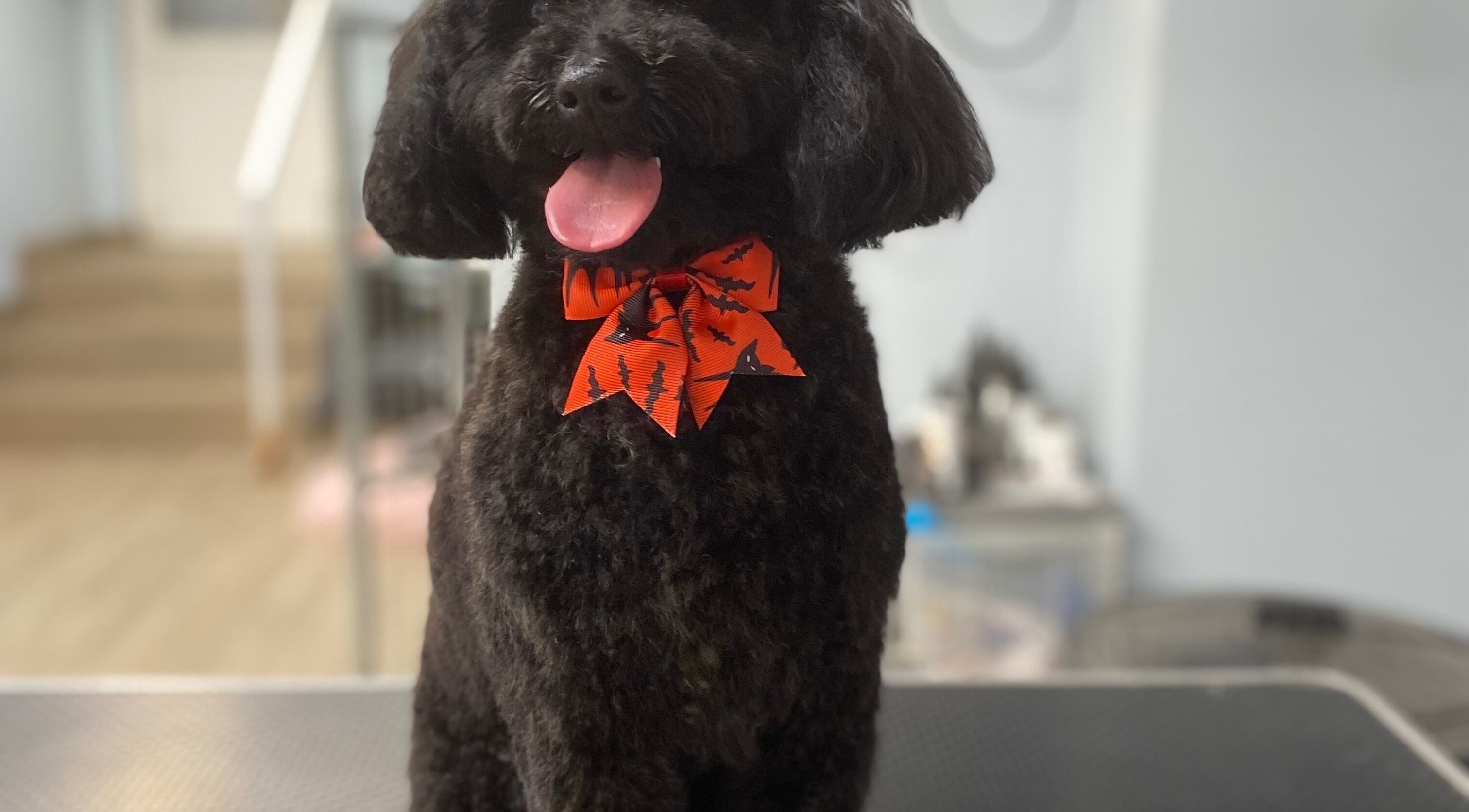 Stylish groomed dog with orange bow at KC Grooming (Mountbellew), County Galway, County Galway, IE.