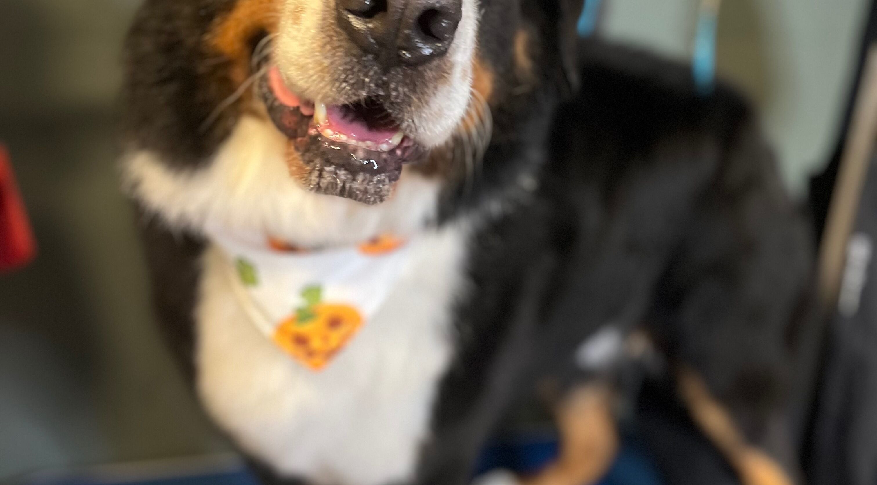 Smiling dog after grooming at Kc Grooming (kilconly), County Galway, County Galway, IE.