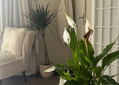 Peaceful seating area with plants at Ataraxy with Abby, Blantyre, Scotland, GB, offering relaxation and comfort.