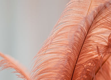 Soft peach feathers at Isra Salih Beauty Lounge, الشارقة, إمارة الشارقةّ, AE.