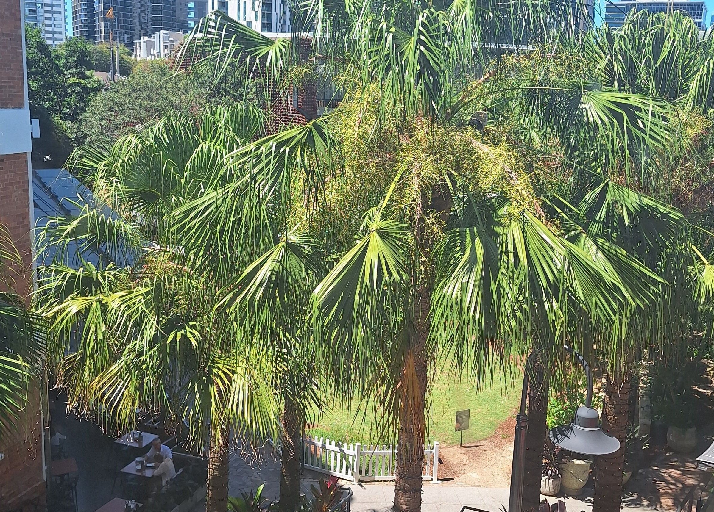 Lush palm garden at Reset With Khloe in West End, Queensland, AU, offering a serene urban escape.