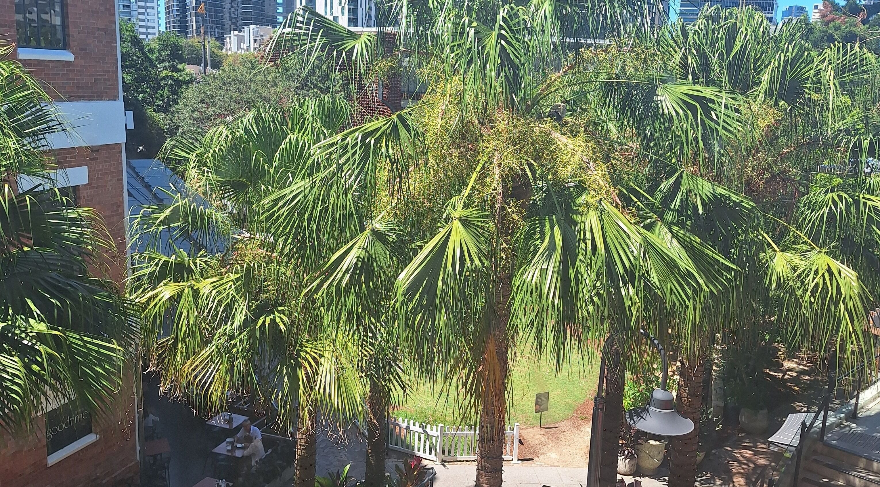 Lush palm garden at Reset With Khloe in West End, Queensland, AU, offering a serene urban escape.