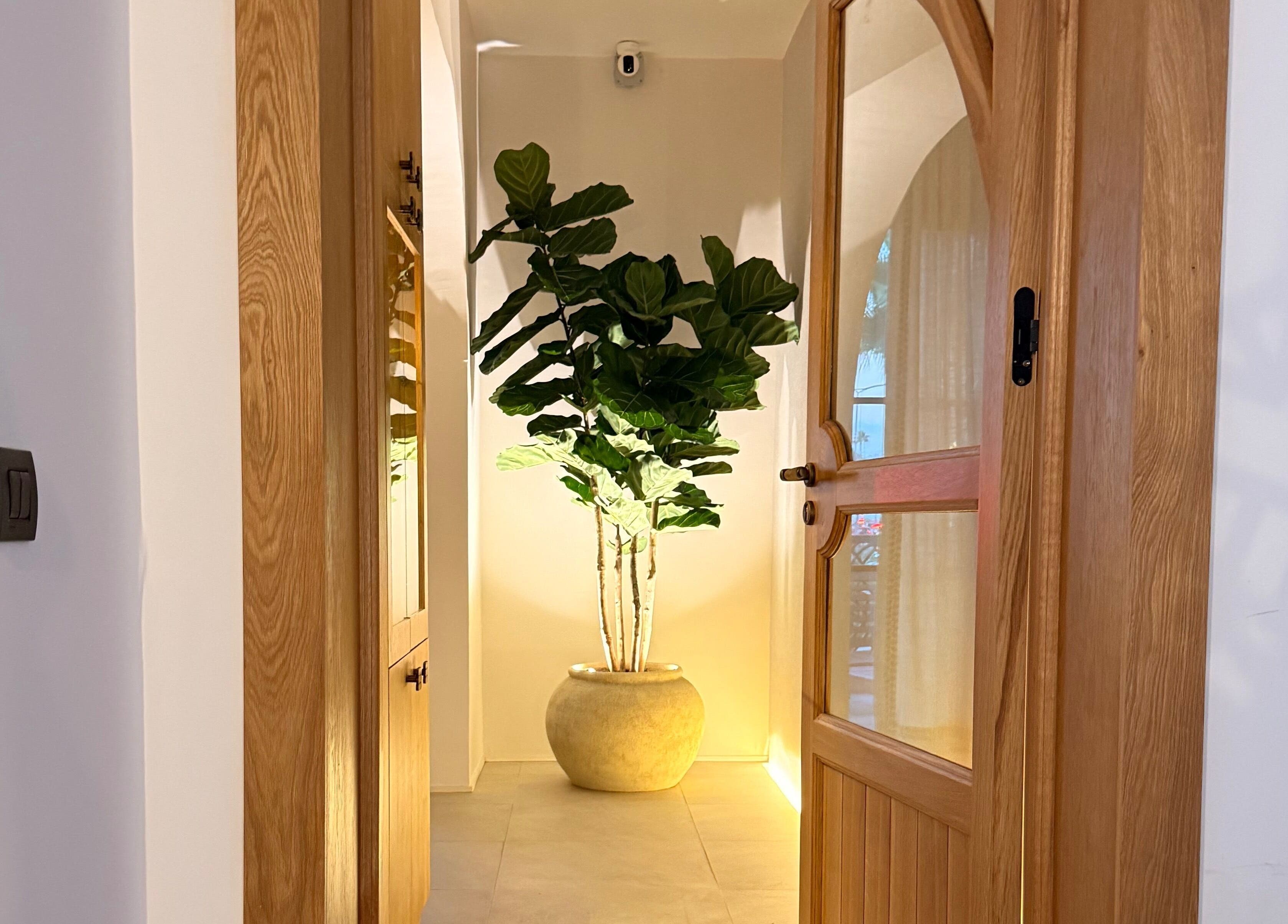 Plante verte décorative à Endorfine, Casablanca, Casablanca-settat, MA, créant une ambiance zen.