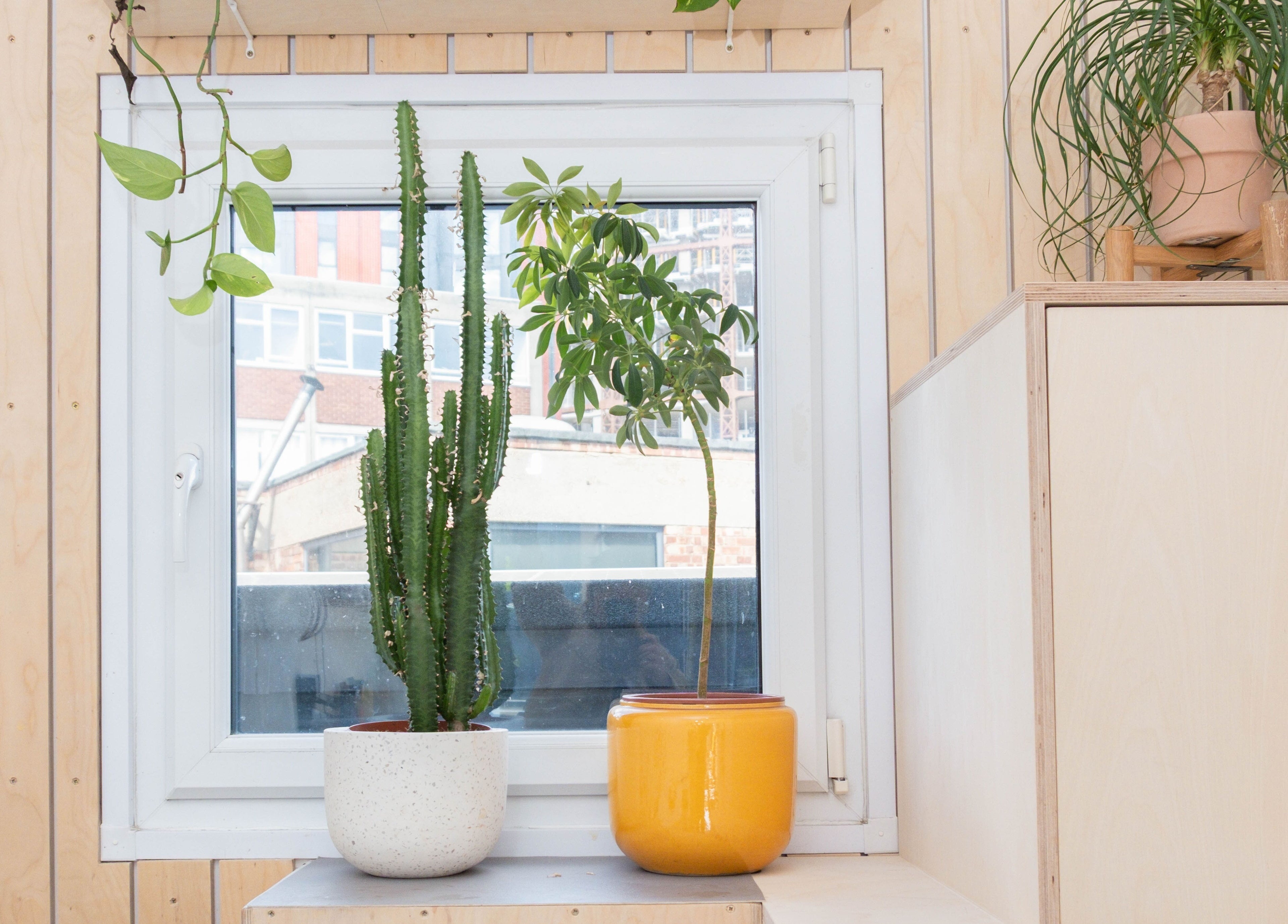 Green plants adorn the windowsill at Klip London, enhancing the serene vibe in London, England, GB.