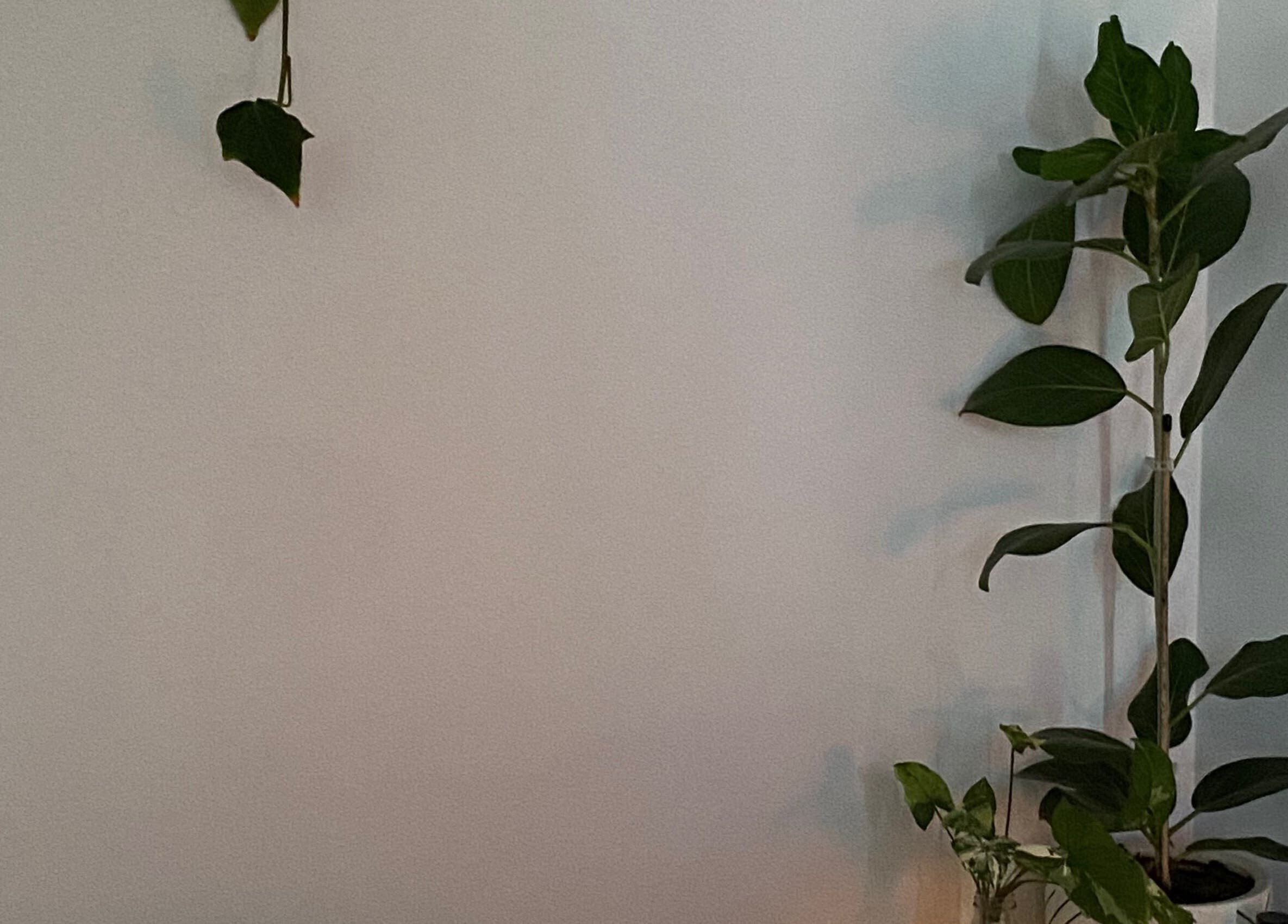 Lush indoor plants at Reset Wellness Studio, Baldivis, Western Australia, AU create a serene ambiance.