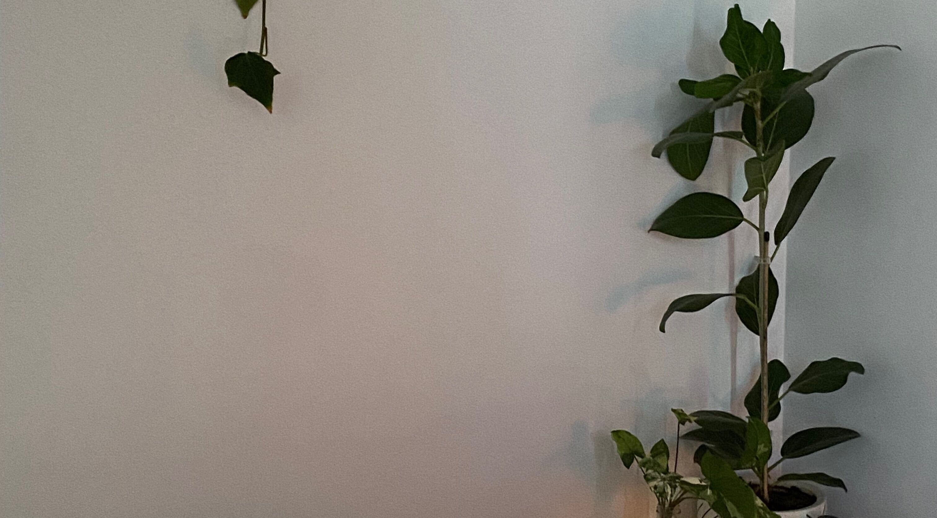 Lush indoor plants at Reset Wellness Studio, Baldivis, Western Australia, AU create a serene ambiance.