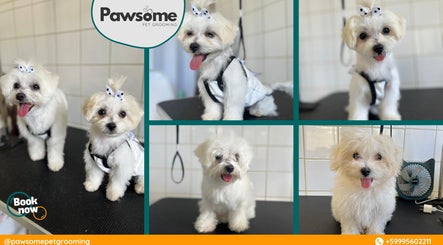 Adorable dogs styled with bows at Pawsome Pet Grooming in Willemstad, Curaçao, CW.