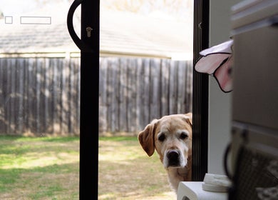 A curious dog peers through a sliding door at Hair By Vanessa, Gisborne, Victoria, AU.