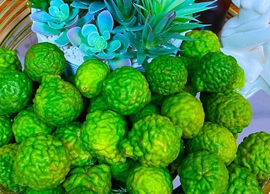 Decorative kaffir limes with succulents at Sawan Thai Massage Halifax, Halifax, England, GB.