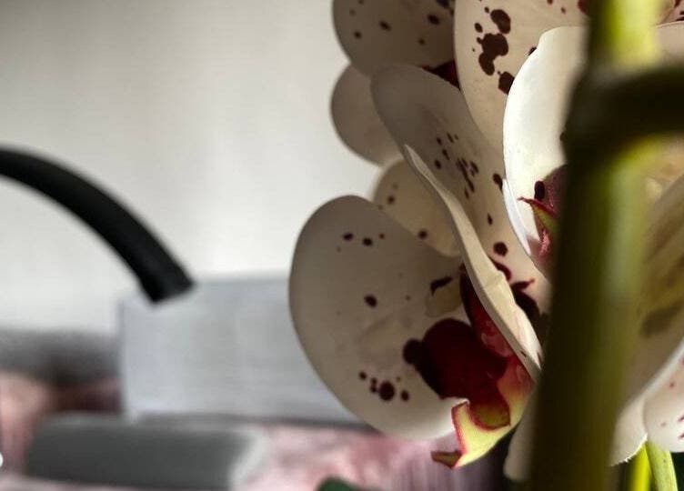 Beautiful orchid at Snisar Lash Studio, Gdańsk, Pomorskie, PL, offers a serene and welcoming atmosphere.