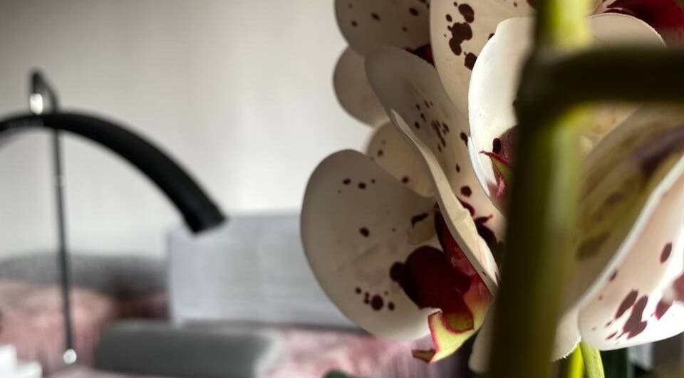 Beautiful orchid at Snisar Lash Studio, Gdańsk, Pomorskie, PL, offers a serene and welcoming atmosphere.