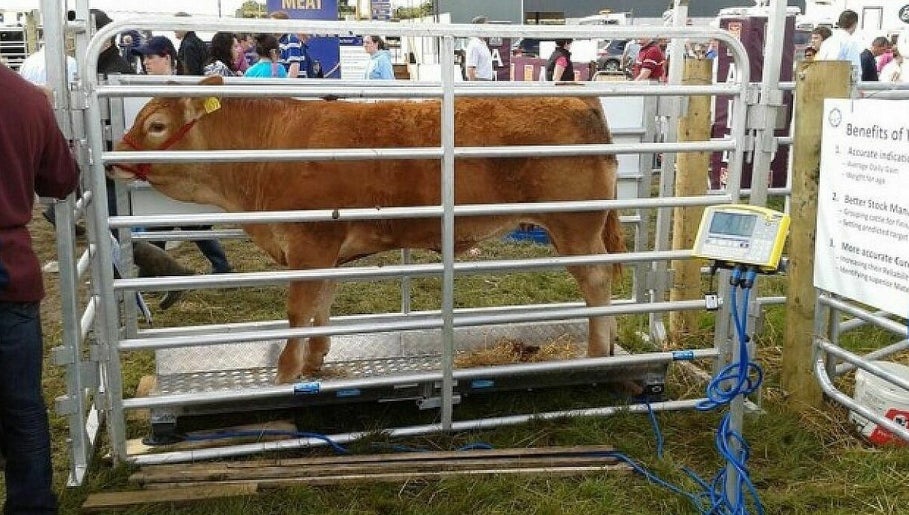 Image de Animal Weighing Scales Supplier in Uganda +256 700225423 1