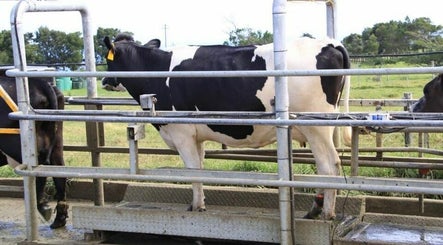Image de Animal Weighing Scales Supplier in Uganda +256 700225423 3