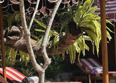 Relaxing sun loungers under lush foliage at Alam Wellness Bali in Denpasar, Bali, ID.