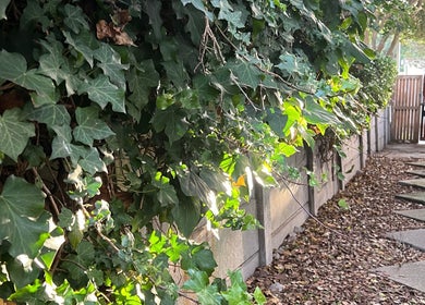 Garden path at Lada Beauty Studio, Cape Town, Western Cape, ZA lined with lush ivy leaves.