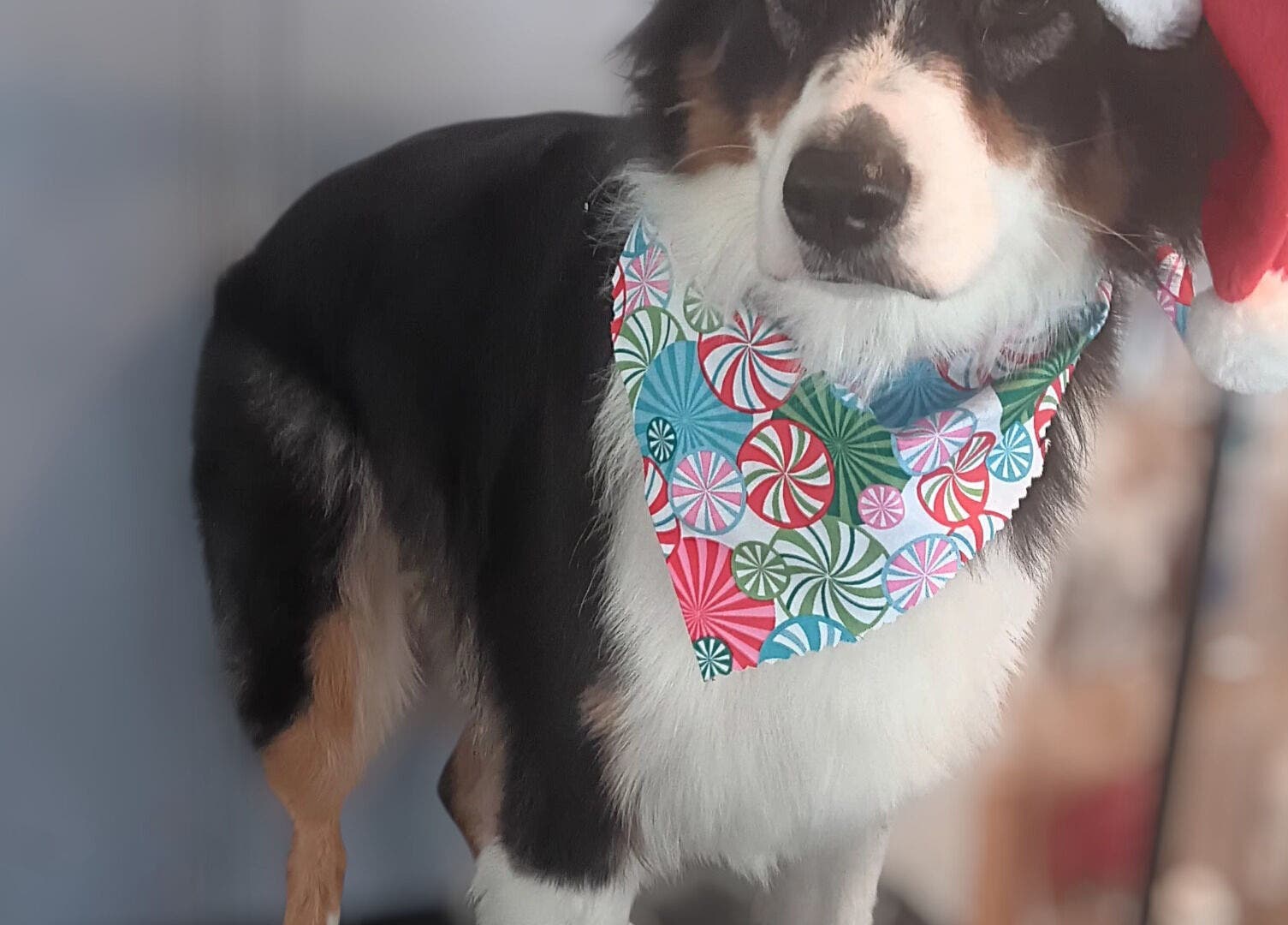 Dog in Christmas attire at Groomed by Stephanie, Centralia, Illinois, US.