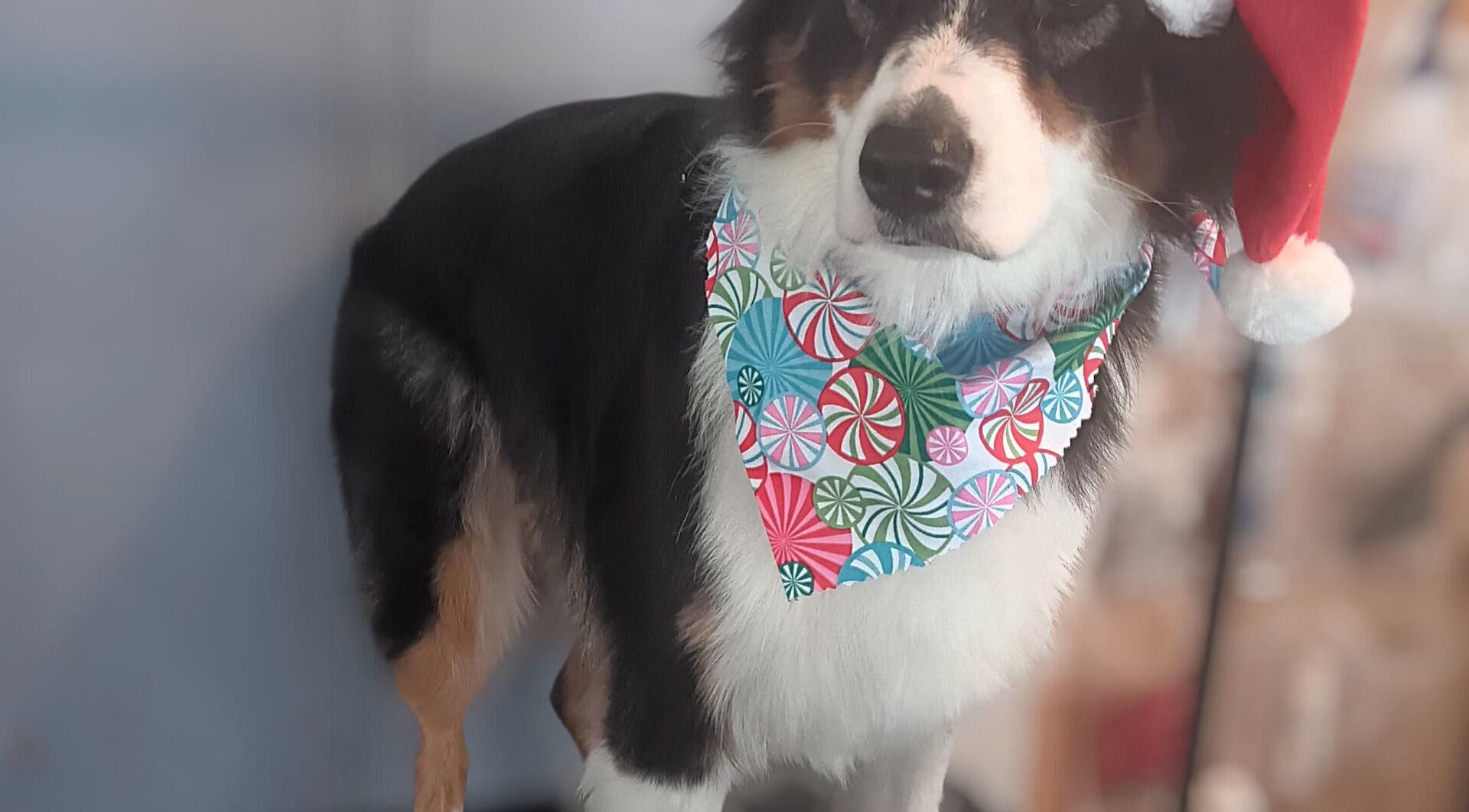 Dog in Christmas attire at Groomed by Stephanie, Centralia, Illinois, US.