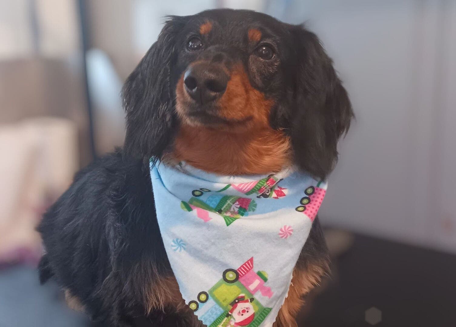 A dog with a festive bandana at Groomed by Stephanie in Centralia, Illinois, US.