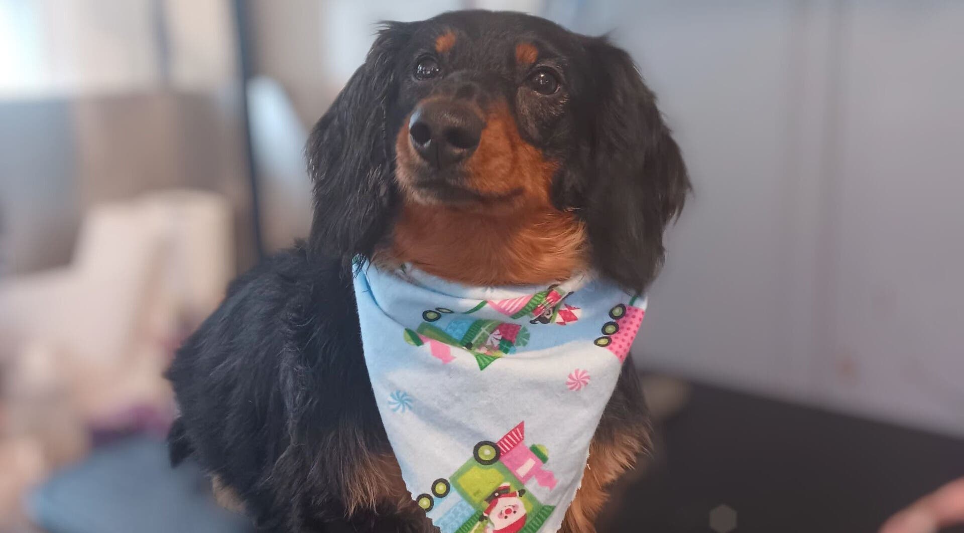 A dog with a festive bandana at Groomed by Stephanie in Centralia, Illinois, US.
